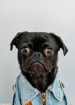 pug clothes dog